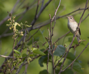 Warbling Vireo 8225